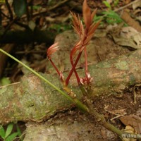 Derris canarensis (Dalzell) Baker